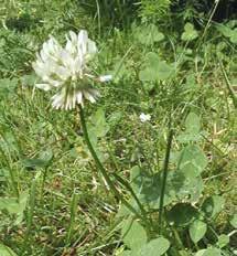 sina ludna blommor.