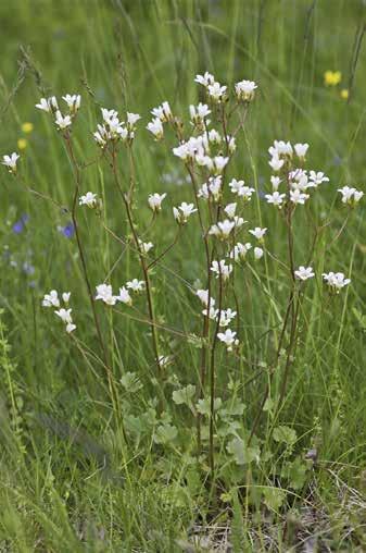 Mandelblomma Saxifraga granulata 1 3 dm hög. 5 vita kronblad.