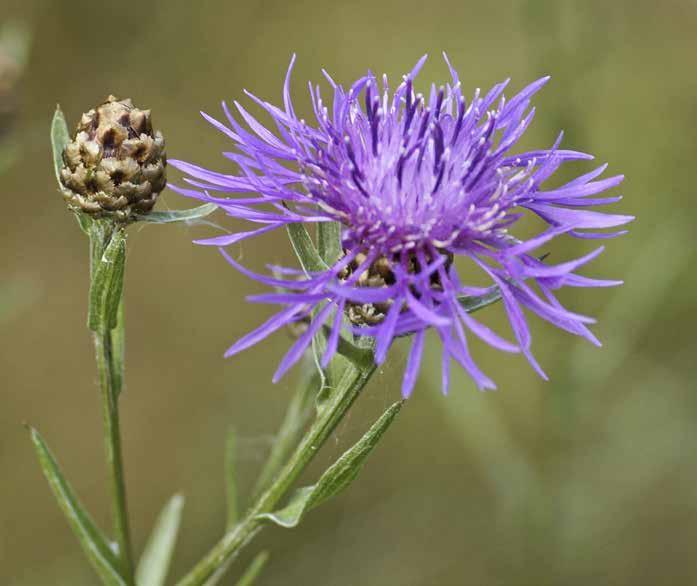 Rödklint Centaurea jacea Runda, 1 3 cm breda blomkorgar med långa rödlila strålblommor. Stjälk 3 10 dm hög, fågrenig och med blad.