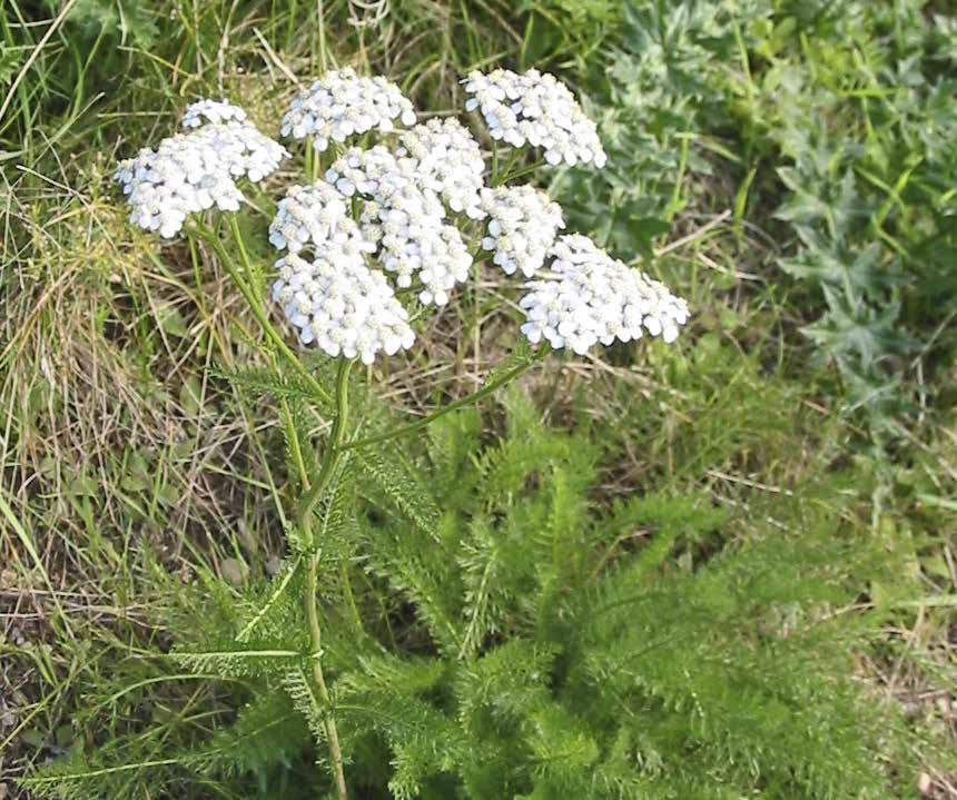 Röllika Achillea millefolium Klasar av många vita-aningen rödlätta småblommor. Några dm hög. Karaktäristiska småflikiga blad både på stjälken och på marken.