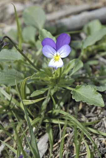 Viol Arter inom släktet Viola Styvmorsviol Skogsviol Fjärilslika blommor i blått (styvmorsviol även i gult; åkerviol är vit) som sedan bildar kapslar.