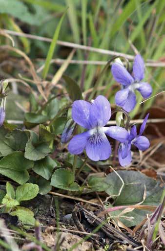 Övrigt: Luktviol blommar tidigt på våren och är vanlig på gräsrenar. Styvmorsviol blommar april oktober på torra, öppna jordplättar.