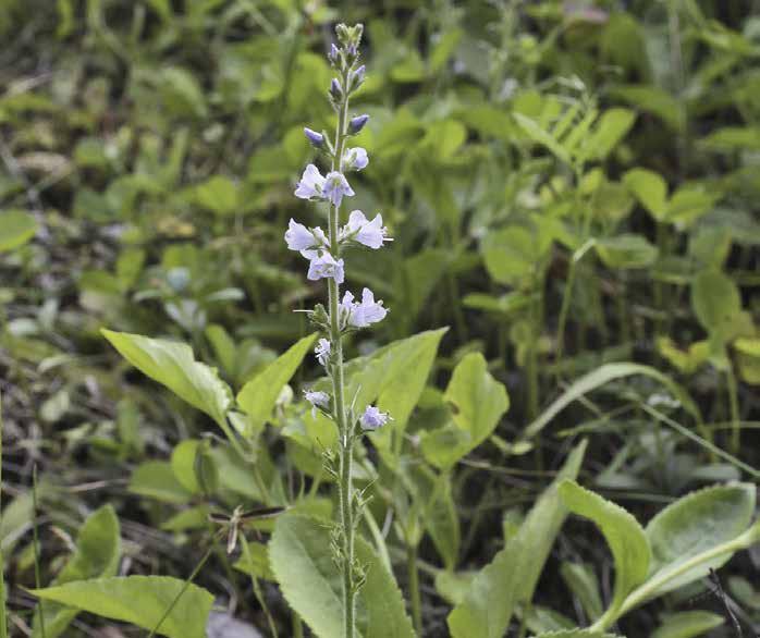 Ärenpris Veronica officinalis 4 blekblå kronblad. Blommor samlade i axlik klase i toppen av ett 1 3 dm högt blomskaft.