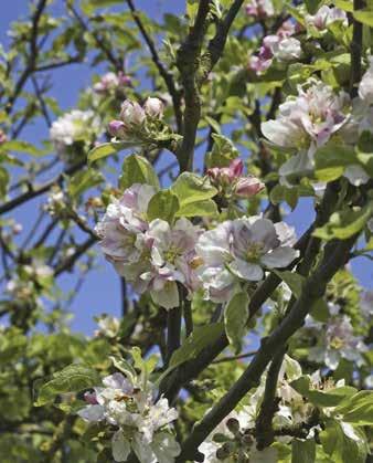 Värdeträd Två värdenivåer: 3 5 individer eller fler än 5 individer. De flesta värdeträden är bärande och blommande.