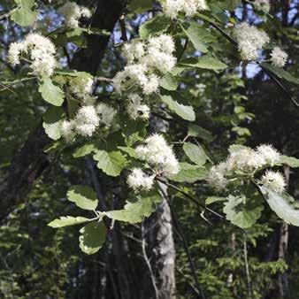 Sorbus sp.