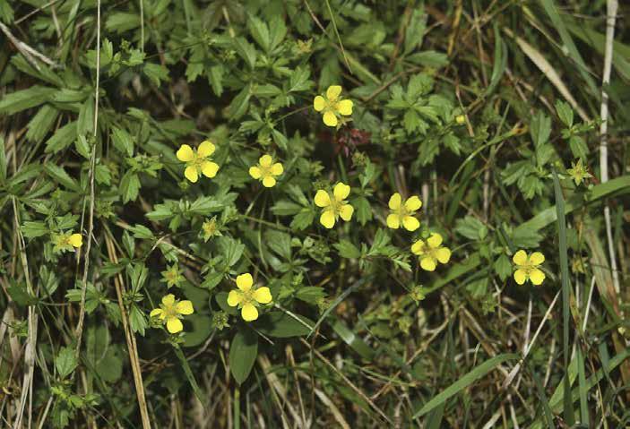 Blodrot Potentilla erecta 4 gula kronblad, blad 3-fingrade.