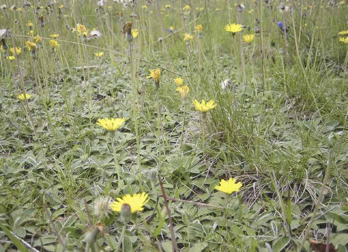 Gråfibbla Hieracium pilosella Mattbildande, max 2 dm hög. Gula blomkorgar. Bladlösa och ogrenade stjälkar.