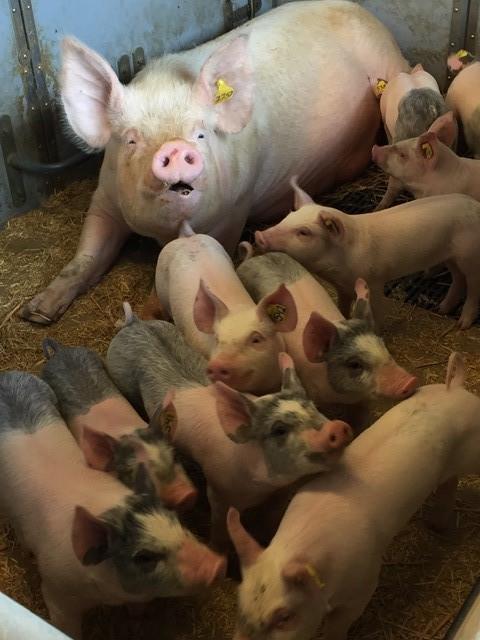 Fakulteten för veterinärmedicin och husdjursvetenskap Institutionen för Husdjurens utfodring och vård Utrymmeskrav i ekologisk grisproduktion påverkan av grisnings- och digivningsboxens storlek i