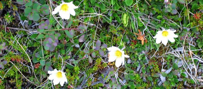 Språket Isländskan är ett västnordiskt språk med rika böjningsformer. Islänningarna accepterar inte gärna utländska ord till sitt språk.