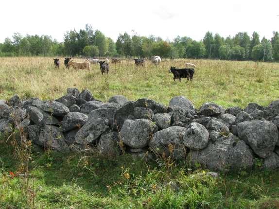 Datum Haläggare 2 maj 204 Stefa Gruström Oligsröse i form av stemurar är valigt i Fågelsåge Timrå kommu köpte marke på 60-talet för att möjliggöra e iustriexploaterig me e y massafabrik.