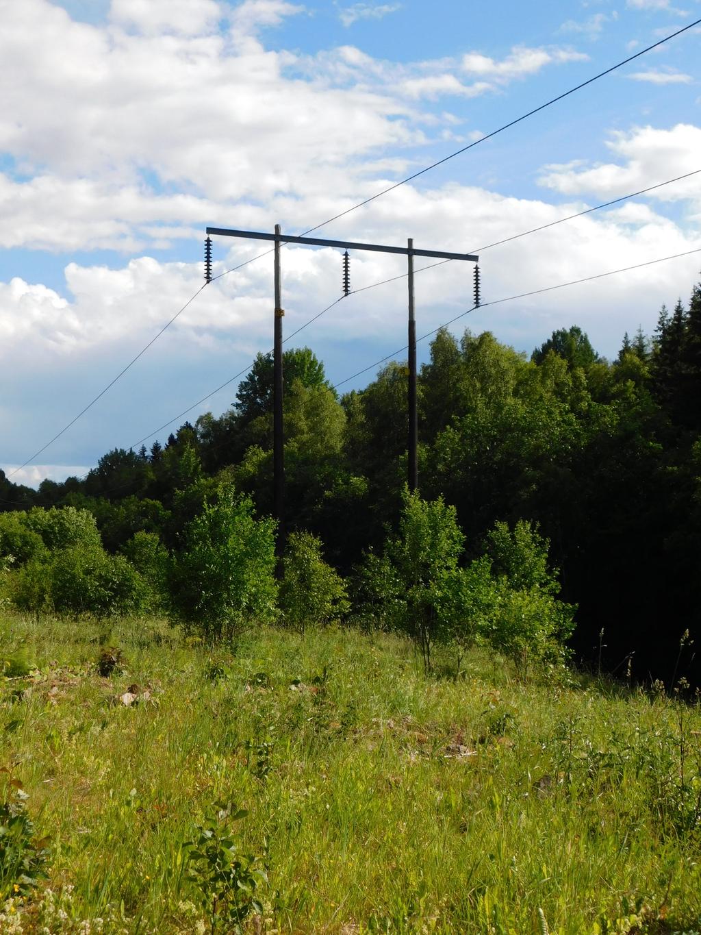 Figur 2. Trästolpar tillhörande aktuell ledning. Med ledningsgata avses det röjda markområde (skogsgata + sidoområden) som sträcker sig längs en kraftledning eller liknande.