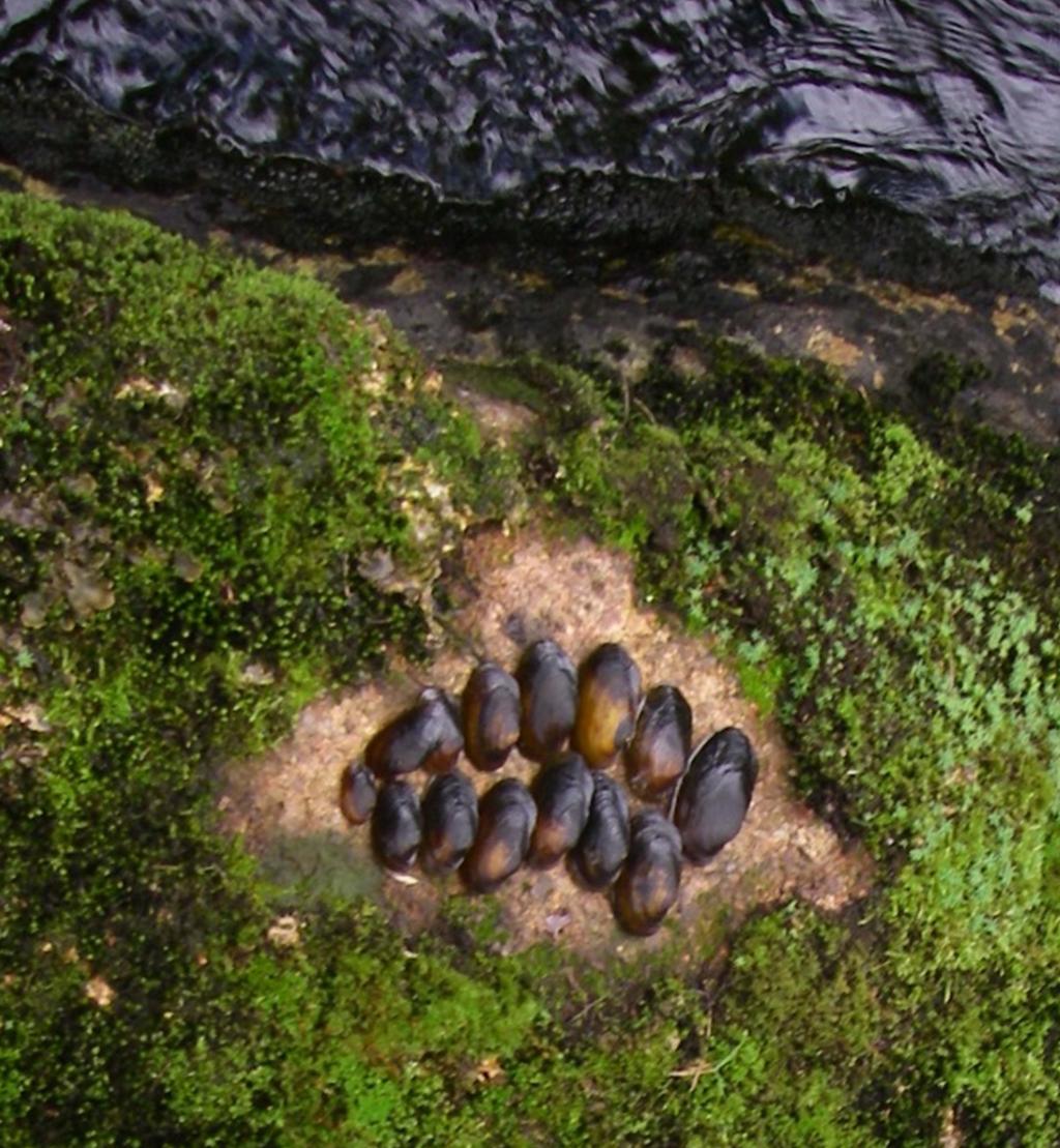 INVENTERING AV FLODPÄRLMUSSLA Flodpärlmusslan (Margaritifera margaritifera) är en av nio förekommande stormusselarter i Sverige.