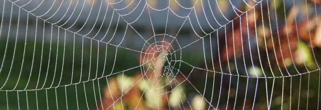 EKOSYSTEMTJÄNSTER Naturen utför mängder av uppgifter som vi människor är beroende av.