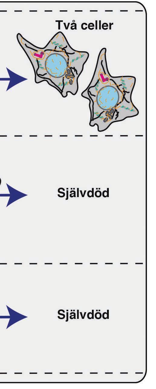 När någon cell i kroppen drabbas av förändringar i reproduktionsprogrammet som leder till att cellen kan undgå tillväxthämmande signaler, kan detta orsaka att cellen förökas okontrollerat utan att ta