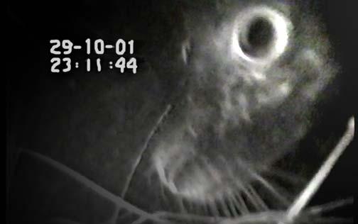 Figur 4. Fyra bilder av en säls vänstra sida filmad under fyra olika tillfälle då ryssjan attackerades. De vita ögonen är ett resultat av reflektion av IR-ljuset. Figure 4.