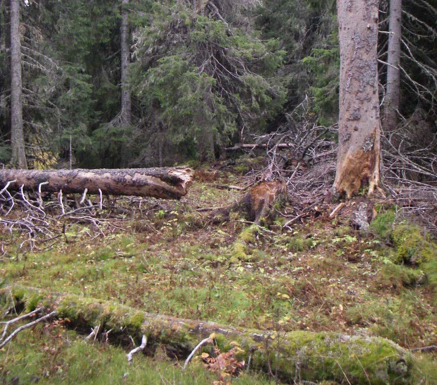 1 / 10 Beslut Datum 2016-11-07 511-1071-2016 Dnr (anges vid skriftväxling) Beslut för bildande av Dunnerklumpens naturreservat Uppgifter om naturreservatet Naturreservatets namn: Dunnerklumpen Län: