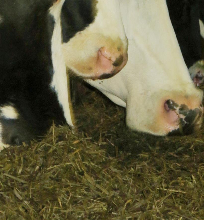 Sveriges lantbruksuniversitet Fakulteten för veterinärmedicin och husdjursvetenskap Mykotoxiner i spannmål - Hur påverkar dessa mjölkkors hälsa och mjölkens kvalité?