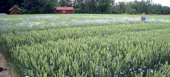 Förord lennart johansson Hushållningssällskapet Rådgivning Agri AB Mellansvenska försökssamarbetet utgörs av tre försöksregioner, Östra SverigeFörsöken, SVEAförsöken och Försök i Väst.