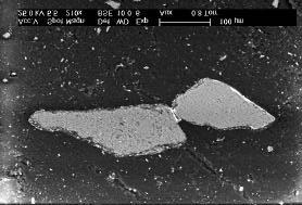 Figure 14 Illustration of typically bed agglomerates produced during combustion in 990 C of Green