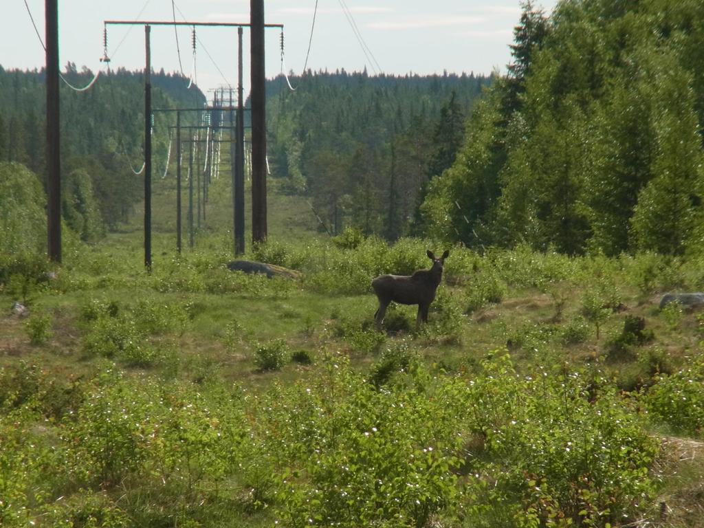 Inledning I samband med att Jämtkraft AB uttryckt en önskan om att bredda befintlig kraftledningsgata mellan Midskog och Verksmon i Jämtlands län har undertecknad gjort en fågelinventering längs den
