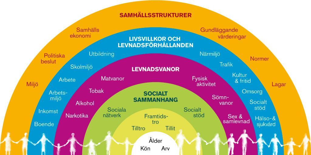 29 [3] Hälsans bestämningsfaktorer Bilden nedan visar på det som forskning har sett påverkar folkhälsan i befolkningen.