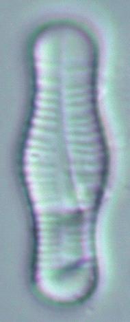 Fragilaria gracilis
