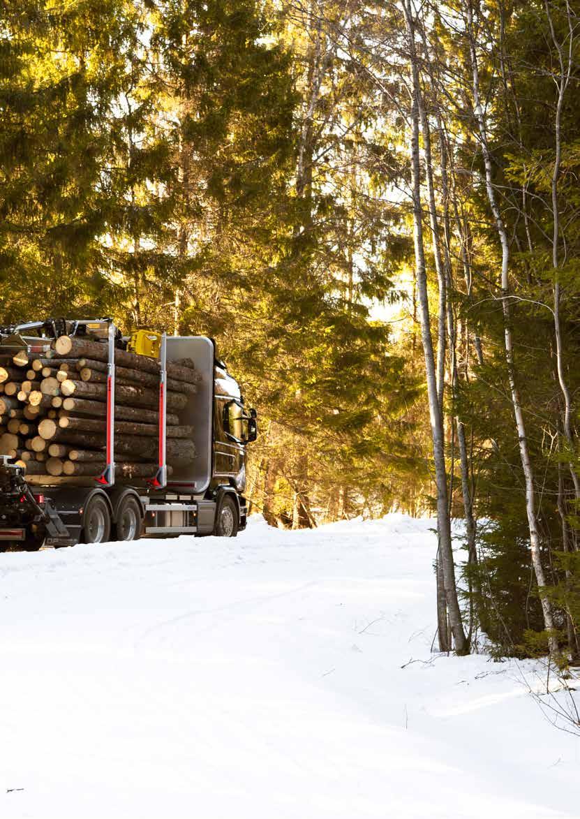 Det finns något evigt med skogen.