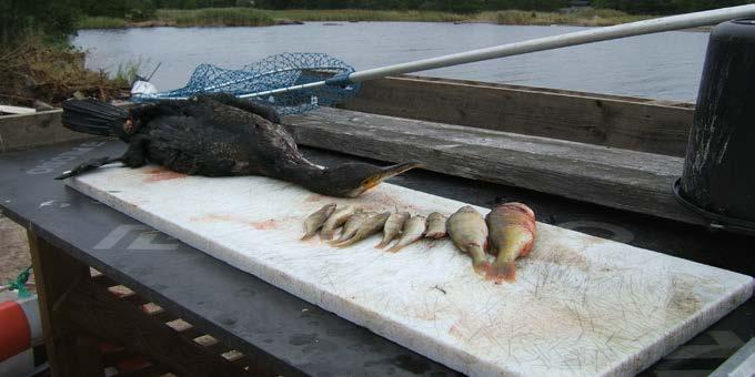 att skarven hotar återväxten hos ekonomiskt viktiga fiskbestånd och att skadan är att betrakta som allvarlig. Maginnehåll från en skjuten skarv, 9 st. abborrar (Perca fluviatilis).