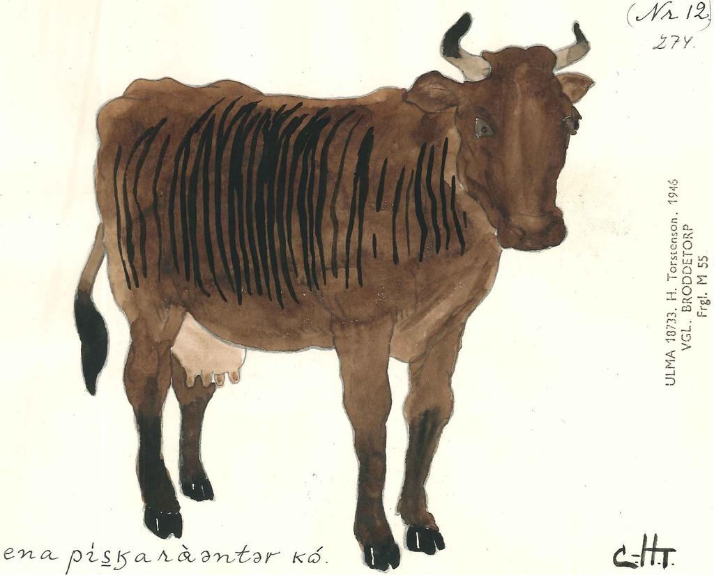 En piskrandig ko, det vill säga ko med vertikalt randig teckning. Teckning: C-H. Torstenson.