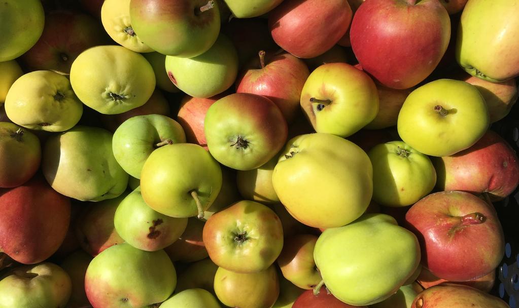 24/9 Fira äpplets dag i Mariebergsskogen Det blir en mängd aktiviteter där äpplet står i centrum. Äppelutställning, sortbestämning av pomolog och du får lära dig mer om värmländska äpplen.