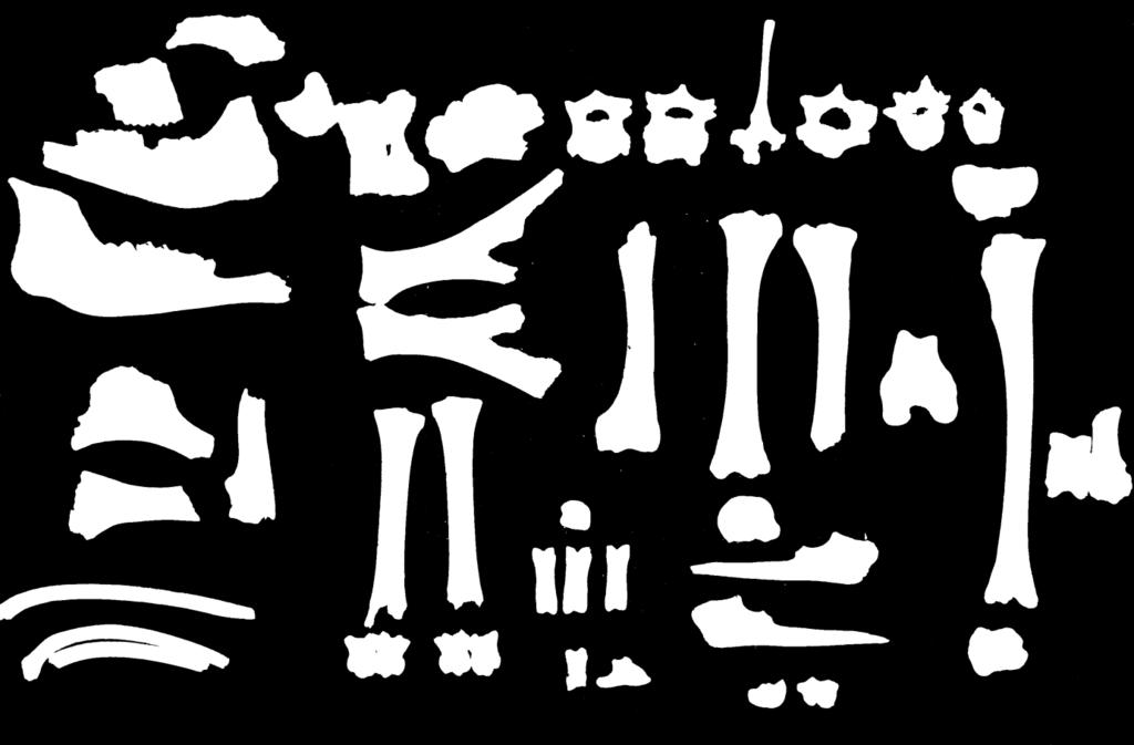 Biff, lamm och fläsk En osteologisk analys av djurhållningen vid den