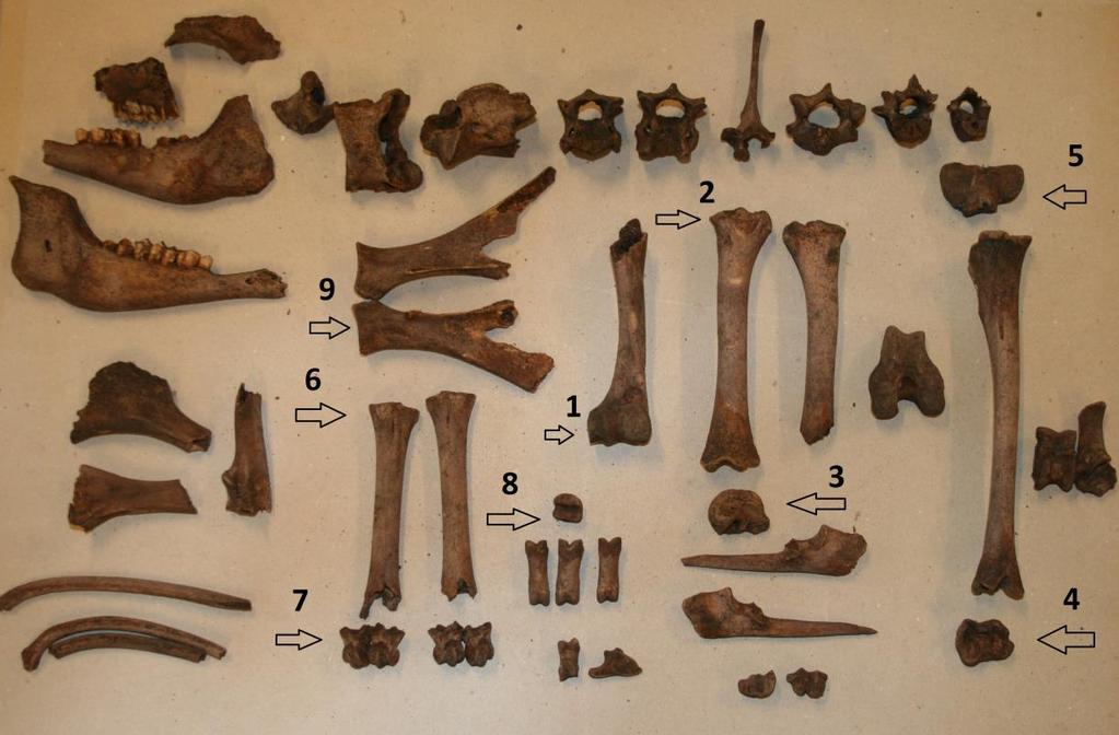 Figur 12: Element från en ca 3-7 månader gammal fårtacka. I Fig.