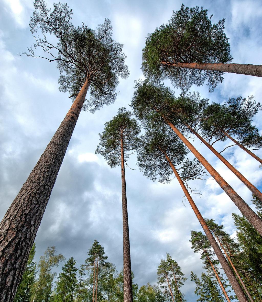 UTVECKLINGSPROCESS FÖR BESÖKSNÄRINGEN I VÄSTMANLAND 2019 NÅ NYA HÖJDER TILLSAMMANS MED