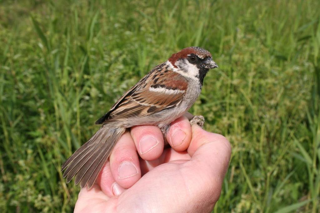 Hybrid gråsparv/pilfink. foto: Thord Fransson. Under året kontrollerades en näktergal som sex år innan ringmärkts på Landsort, 22 km söder om Älviken. Även ett återfynd har rapporterats.