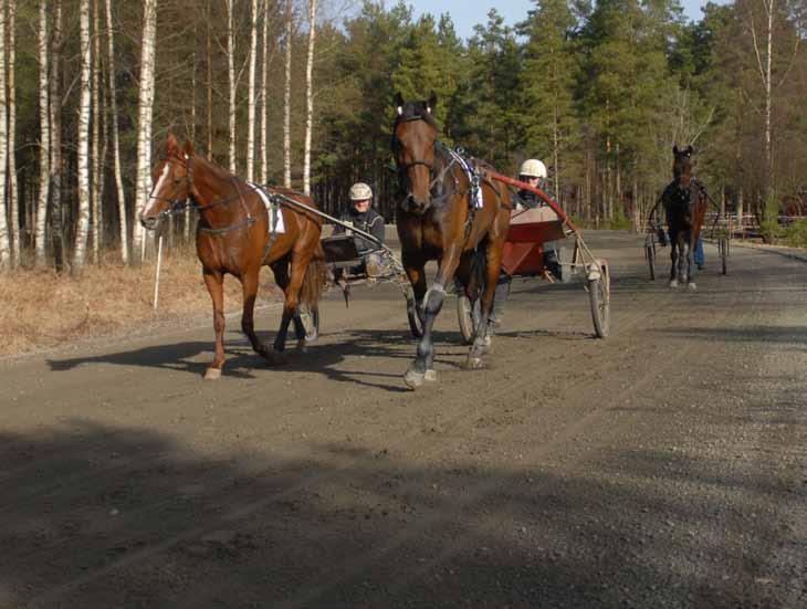 SAMMANFATTNING ANTAL 1 2 3 SEGER% PLATS % INKÖRT 29 3 3 4 10% 34% 328.000:- MAGNUS HAR ORDET... Det är mycket trav för dagen och jag tävlar båda dagar och kvällar så det är verkligen full fart!