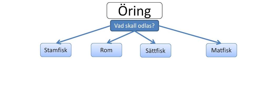 Öring kan odlas antingen som sättfisk eller som matfisk, varav det senare är ovanligt.