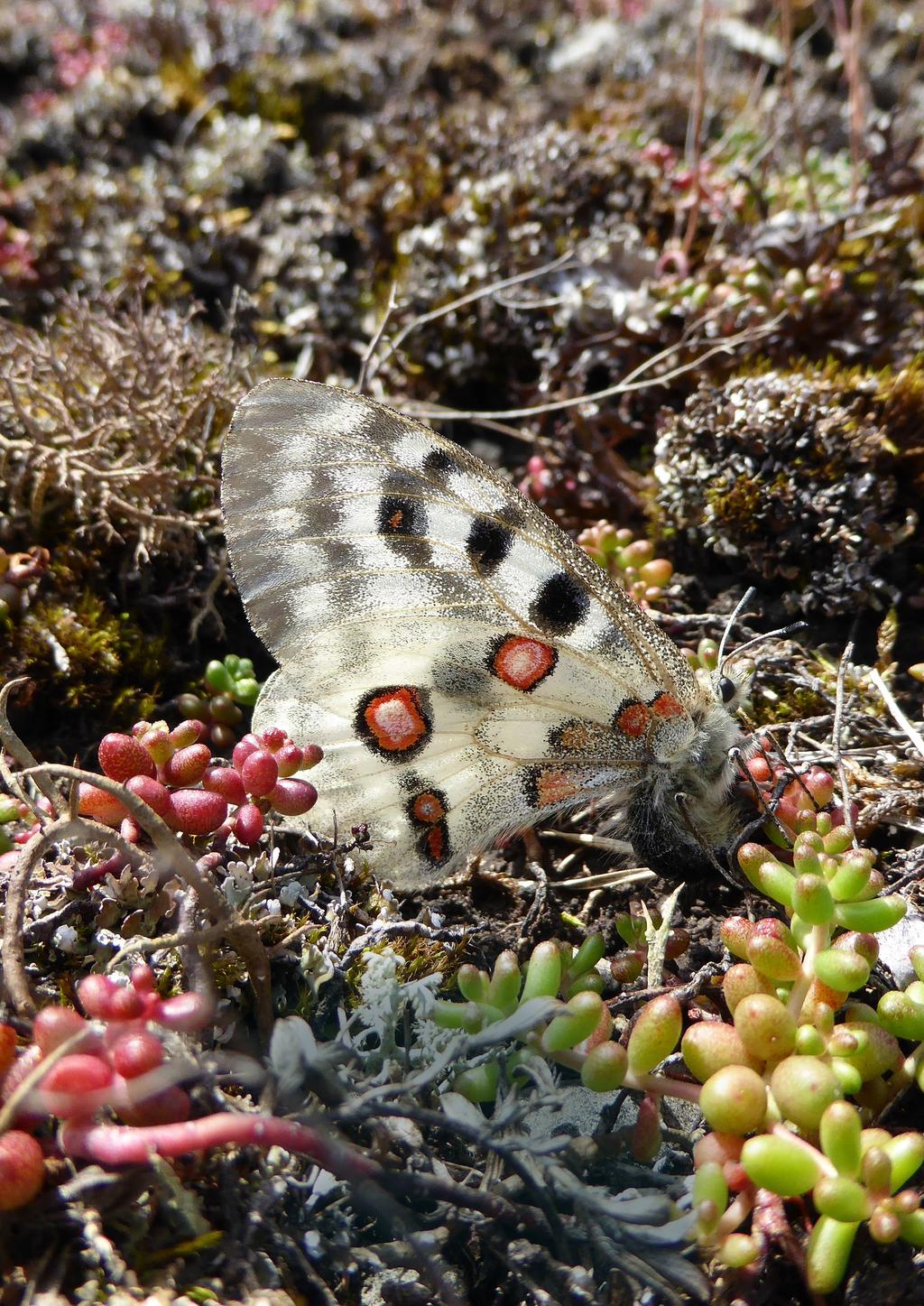 PRODUKTION ENETJÄRN NATUR 2017 BIOLOGISK MÅNGFALD OCH