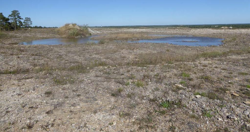 Sydväst om den aktiva kalkstenstäkten finns en mångformig och välutvecklad våtmark med orkidérika kärr och uppfrysningsmarker. En mindre del av denna våtmark ingår i ansökningsområdet.