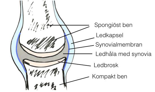 MATERIAL OCH METODER De artiklar den här litteraturstudien baseras på har hämtats från databaserna Pubmed, Scopus, Google Scholar och Web of Science med hjälp av dessa sökord som använts i olika