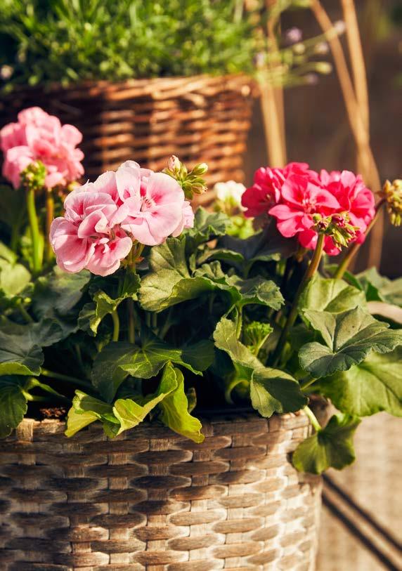 FRÅN EN ODLARE 9 90 PELARGON Pelargonium x hortorum Sommartid kan du ha