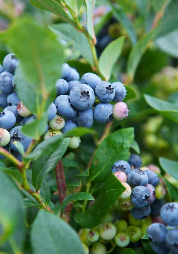 49 90 AMERIKANSKT BLÅBÄR Vaccinium corymbosum 2 liters kruka.