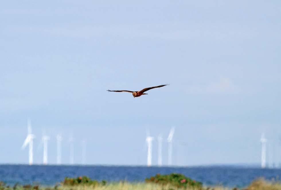 En ung ängshök sträckte ut 21 augusti. Foto: David Erterius. fram till säsongsavslutningen.