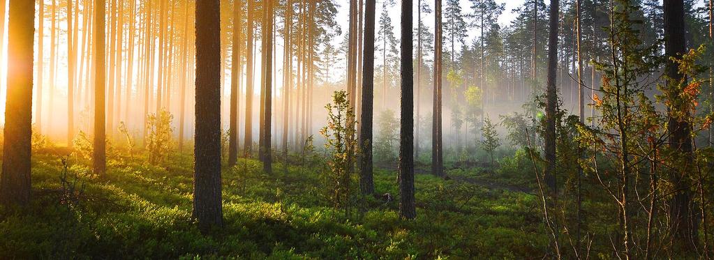 Använd ansökningsblankett som finns på hemsidan Gällivare