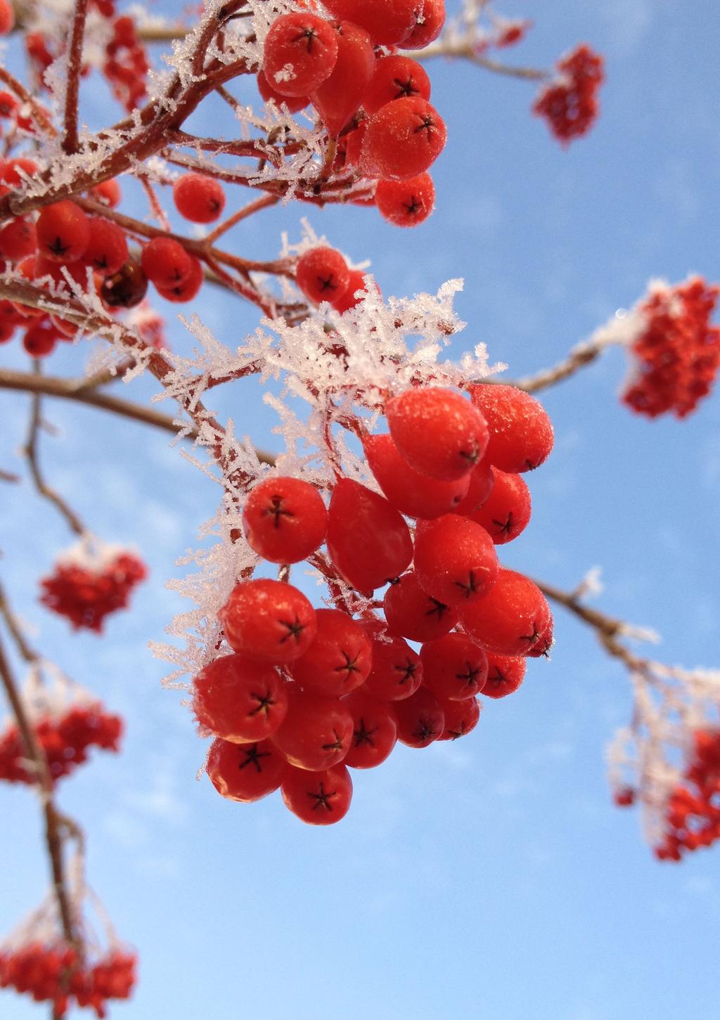 Almanackan November 21 Månd 19.00 Körövning inför advent. Välkommen med! 22 Tisd 09.00 Ekumenisk bön i Ekumeniakyrkan 19.00 Gislaveds Kommun informerar om etablering av nyanlända.