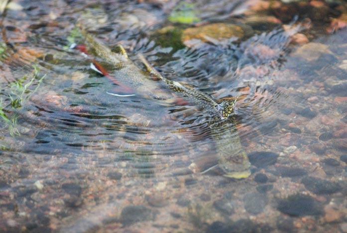 Bevarande och stärkande av fiskbestånden Projekt: Bevarande av fiskbeståndens mångfald och stärkande av försvagade bestånd.