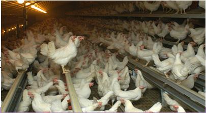 Healthy Hens
