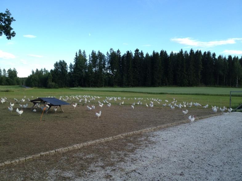 värphöns i åtta