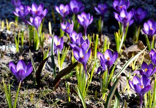 ÅNADSBLAD MAJ 2018 Mlötenkyrkan mikaels sävja kyrka Du sänder din ande, då skapas liv. Du gör jorden ny.