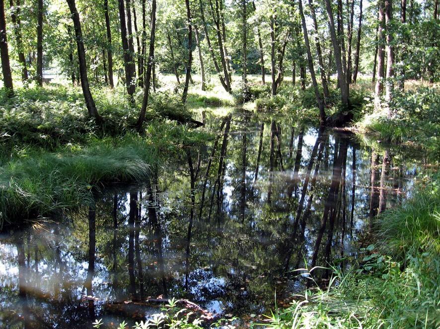 masktäthet på 0,5 x 0,5 mm. Även intilliggande vegetation och områden med fuktig jord genomsöktes för att hitta nedgrävda snäckor.