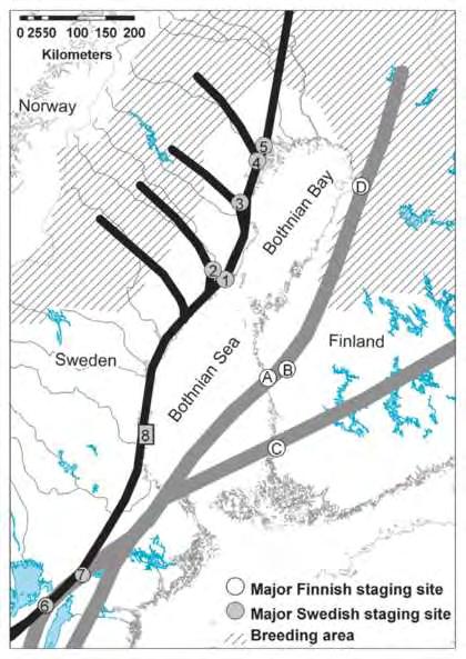Figure 1. Five major staging sites for the Taiga Bean Goose along the Western Flyway (black line): (1) Ume River Delta, (2) Lake Brånsjön, (3) Lake Ostträsket, (4) Alvik/Ersnäs, and (5) Persöfjärden.